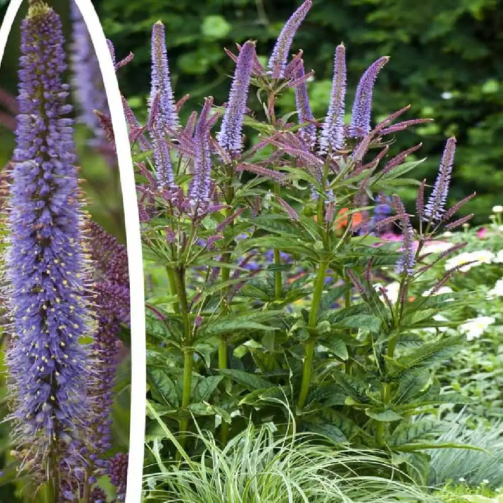 VERONICASTRUM virginicum 'Cupid'