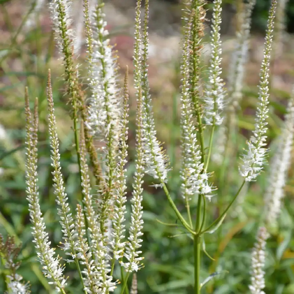 VERONICASTRUM virginicum 'Diana'