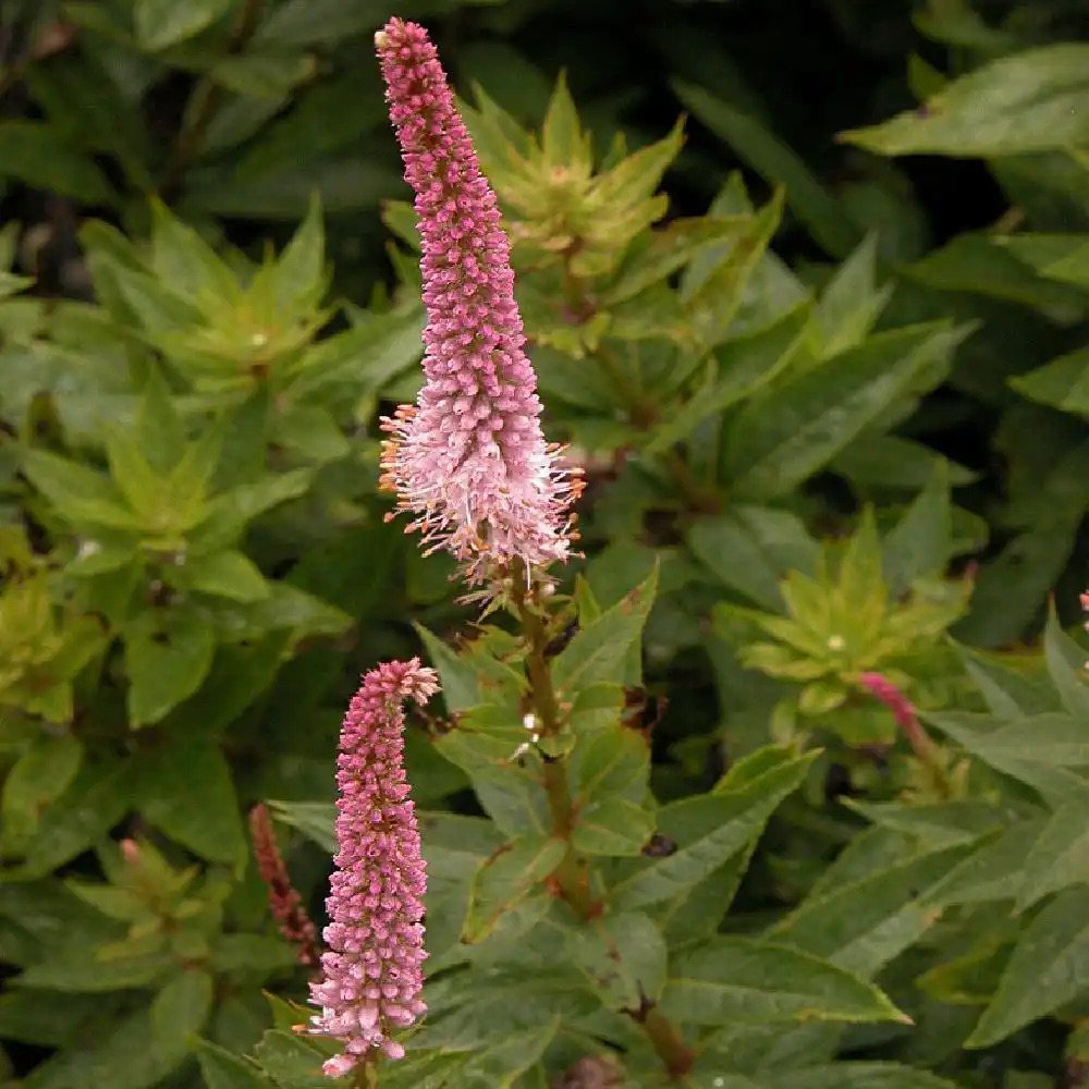 VERONICASTRUM virginicum 'Erika'