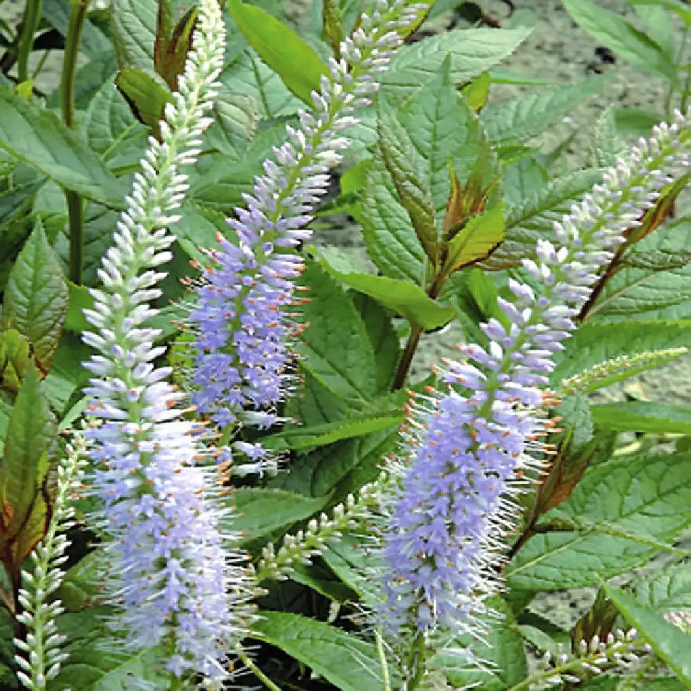 VERONICASTRUM virginicum 'Lavendelturm'