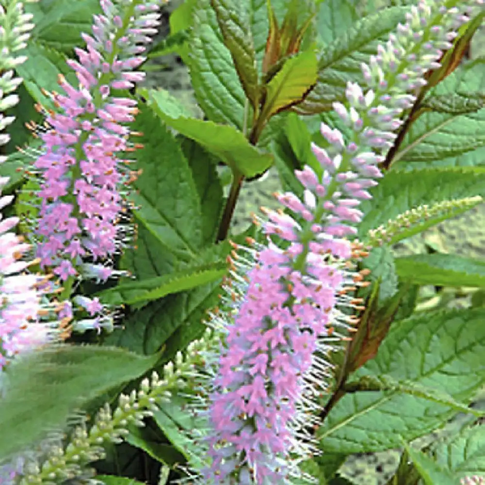 VERONICASTRUM virginicum 'Pink Glow'