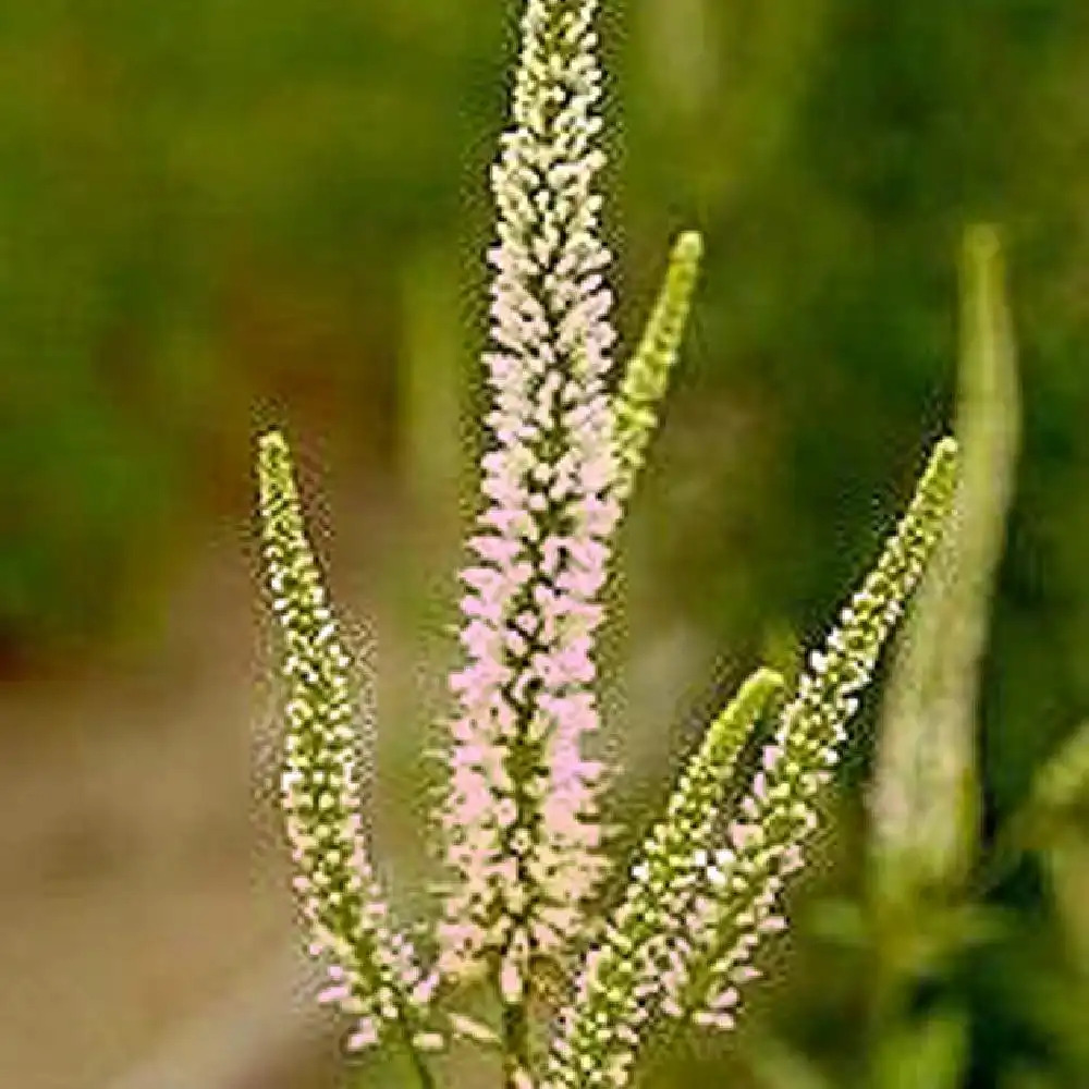 VERONICASTRUM virginicum 'Roseum'