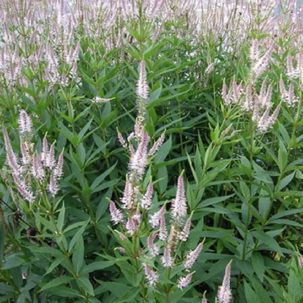 VERONICASTRUM virginicum