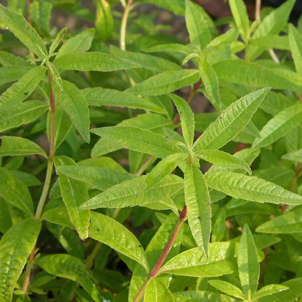 Verveine citronnelle ou Aloysia Triphylla - Aplamedom Réunion