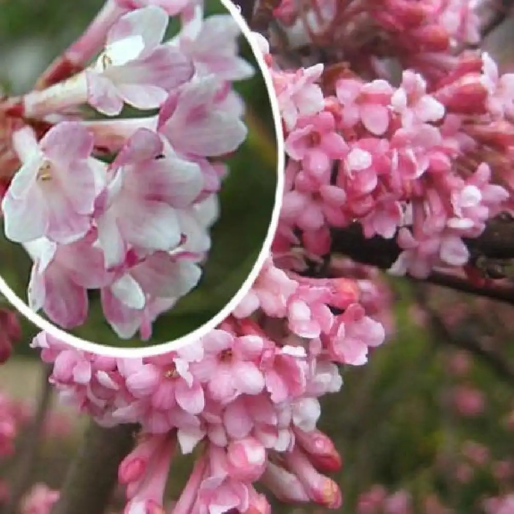 VIBURNUM x bodnantense 'Aberconway'.' image 2