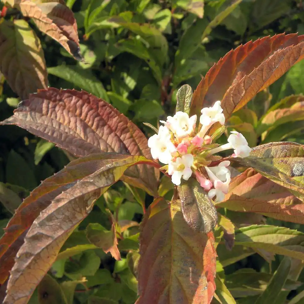 VIBURNUM x bodnantense 'Charles Lamont'