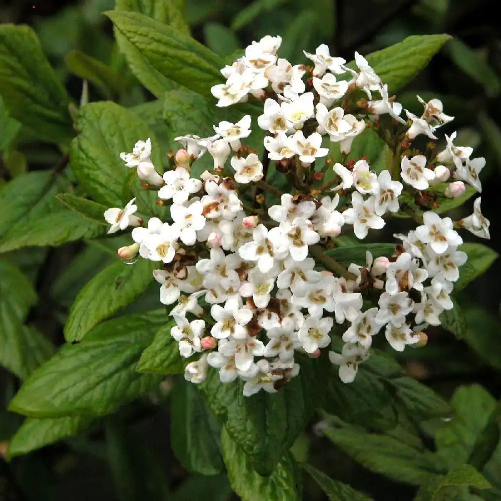 VIBURNUM x burkwoodii