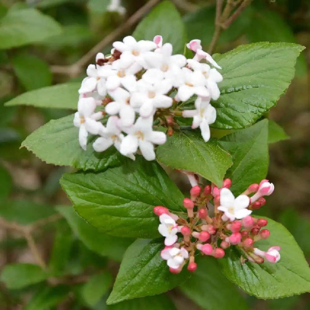 VIBURNUM x carlcephalum