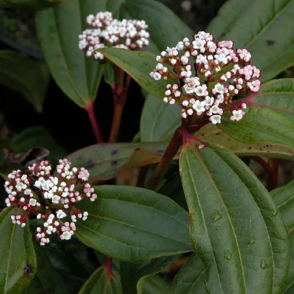 VIBURNUM cinnamomifolium