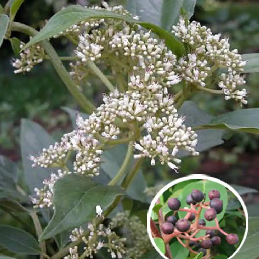 VIBURNUM cylindricum