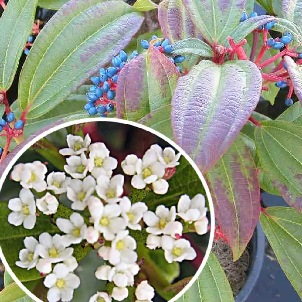 VIBURNUM davidii