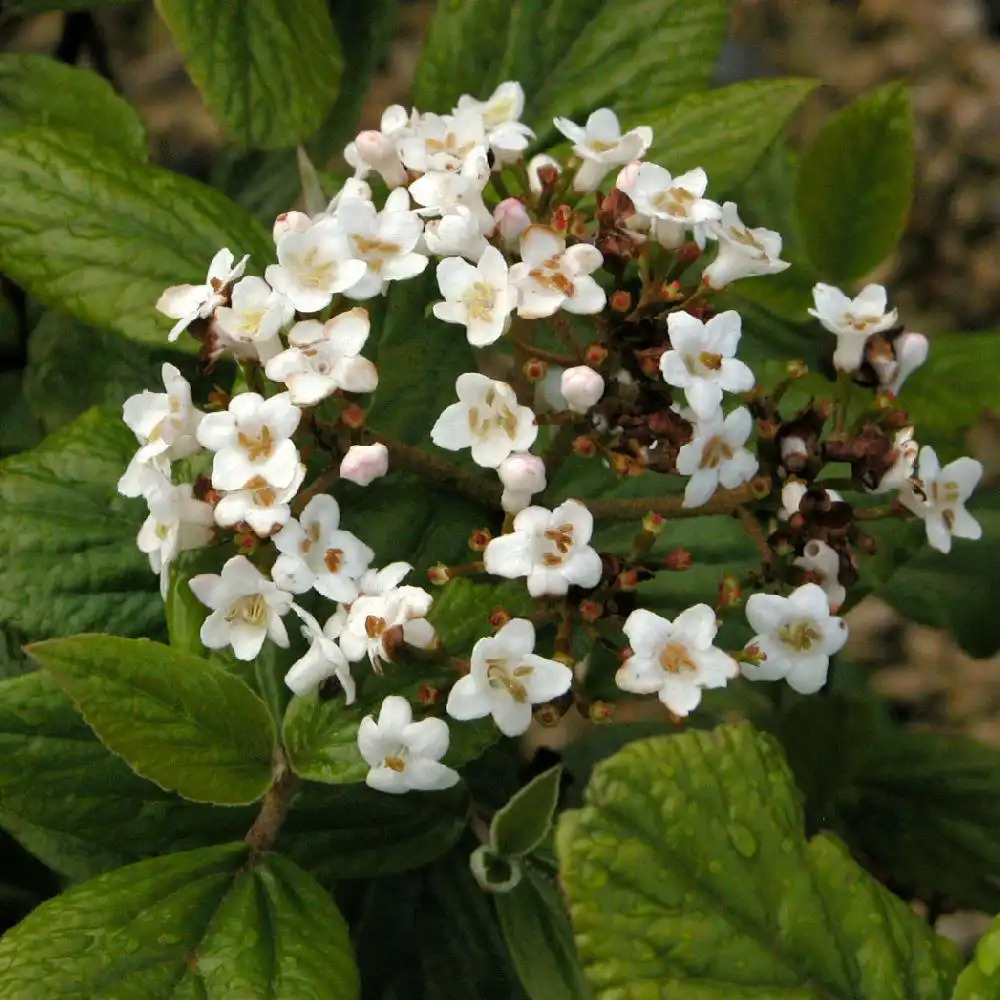 VIBURNUM 'Eskimo'