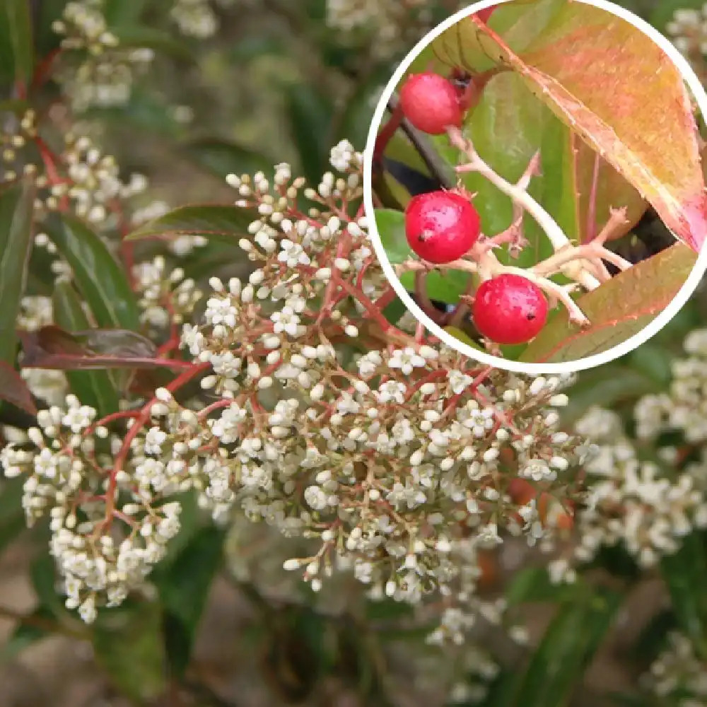 VIBURNUM x hillieri 'Winton'