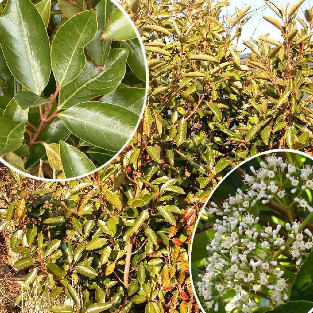 VIBURNUM odoratissimum