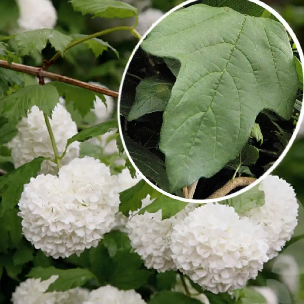 VIBURNUM opulus 'Roseum'