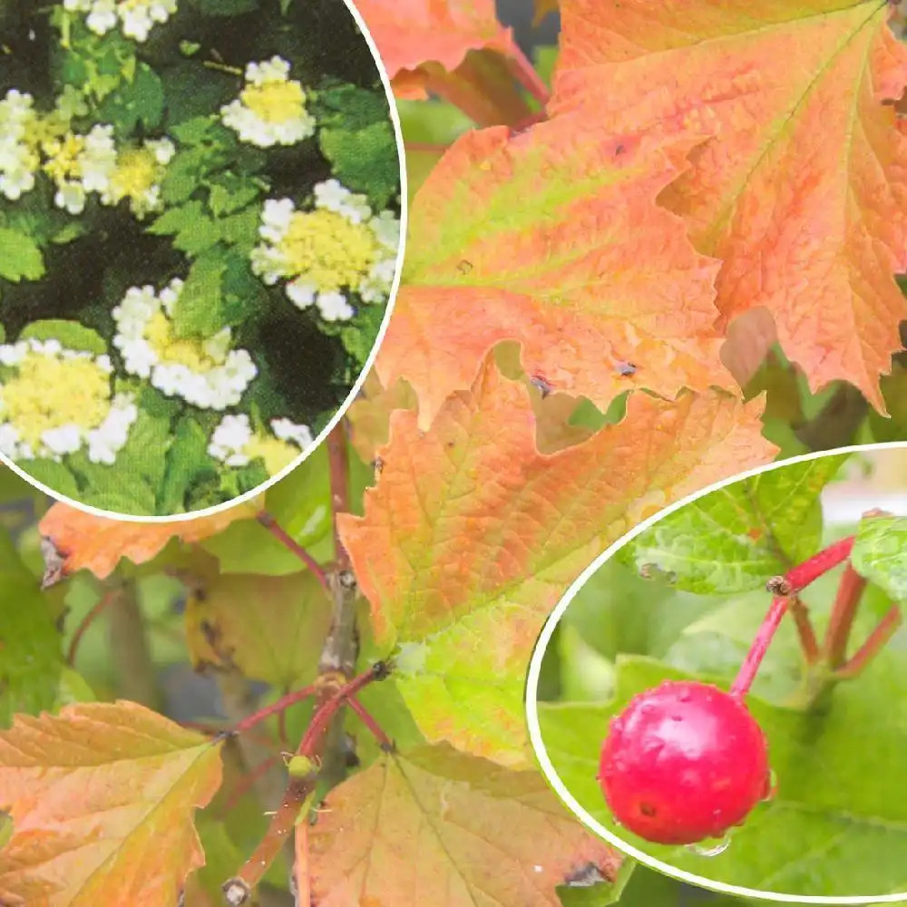 VIBURNUM opulus