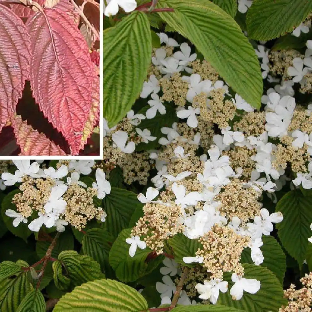 VIBURNUM plicatum 'Lanarth'