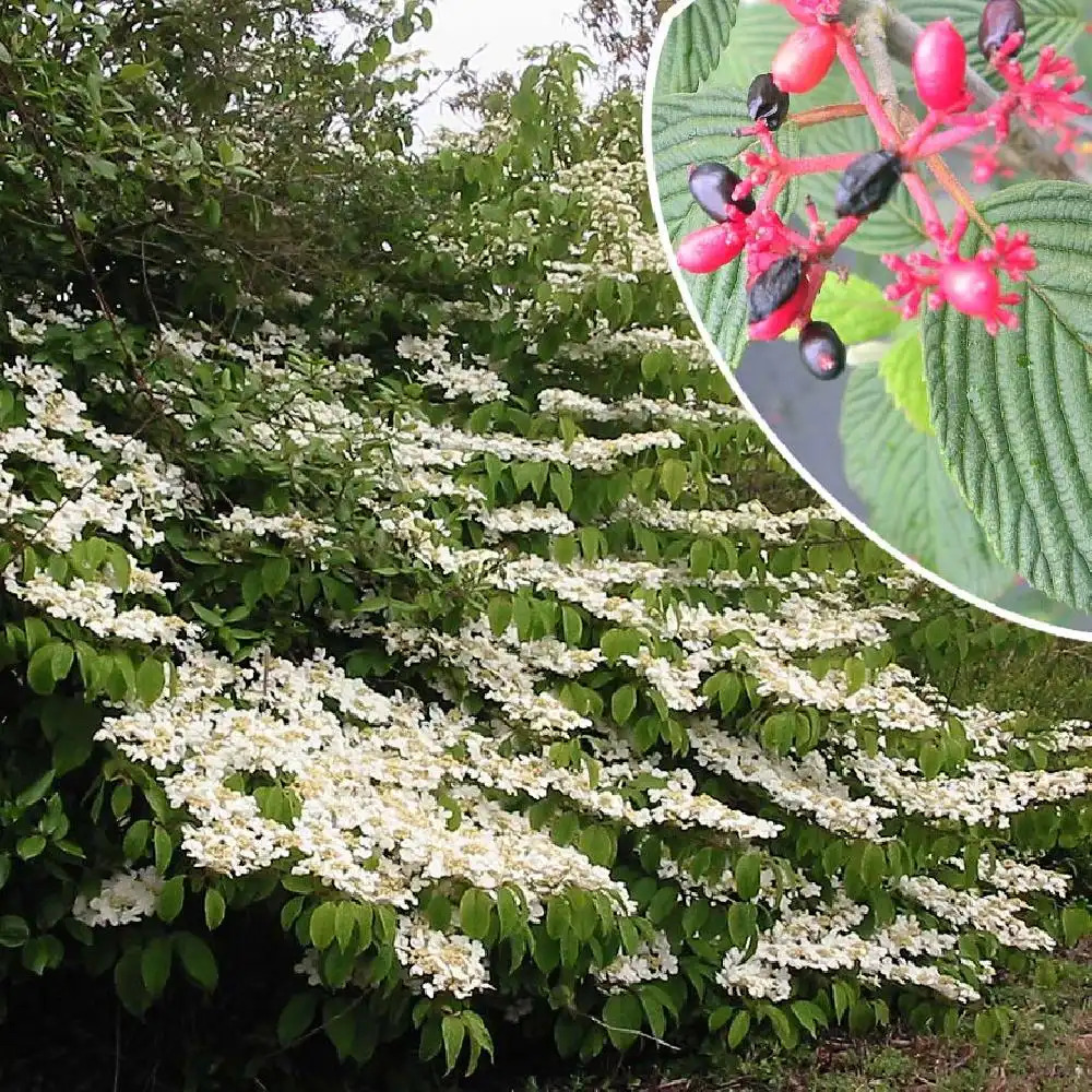 VIBURNUM plicatum 'Mariesii Great Star'®