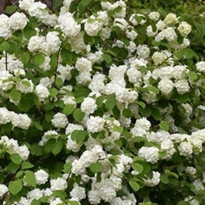 VIBURNUM plicatum 'Opening Day'