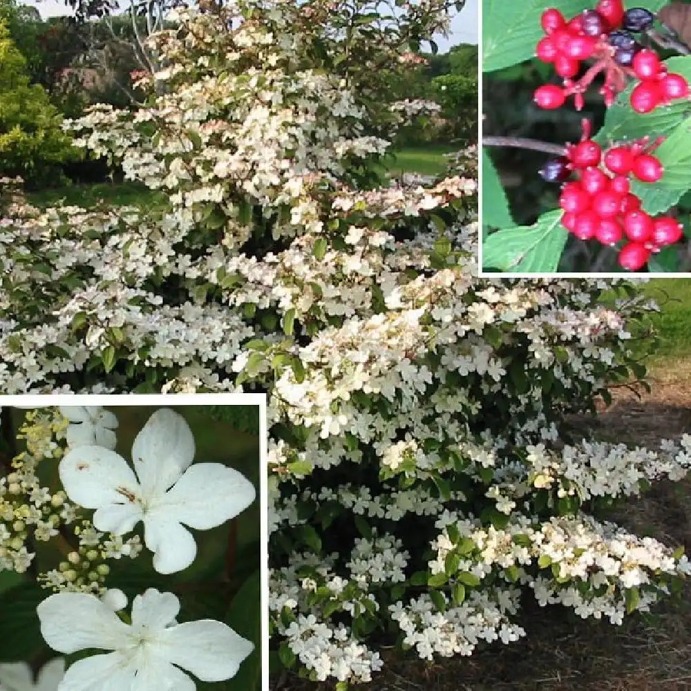 VIBURNUM plicatum 'Pink Beauty'