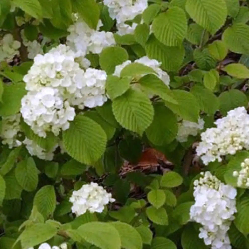 VIBURNUM plicatum 'Popcorn'