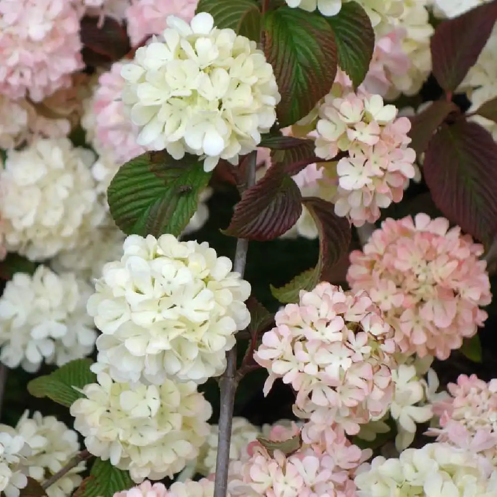 VIBURNUM plicatum 'Rosace'