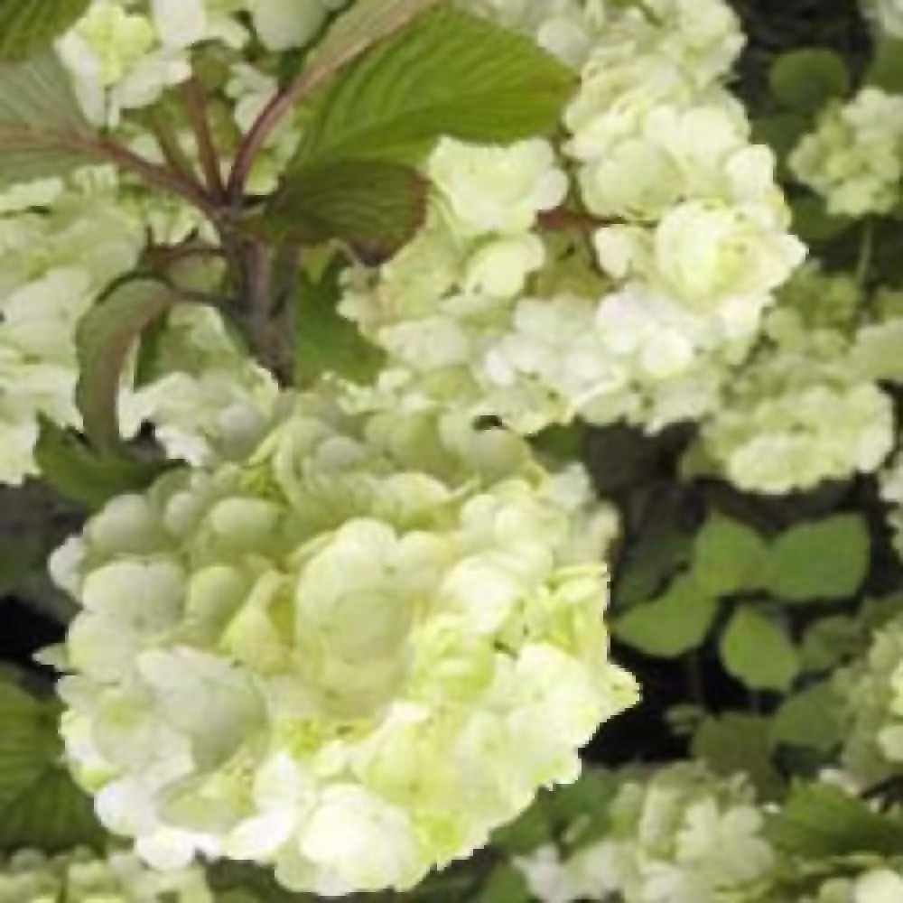 VIBURNUM plicatum 'Rotundifolium'