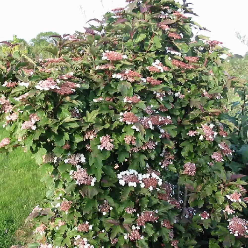 VIBURNUM sargentii 'Onondaga'