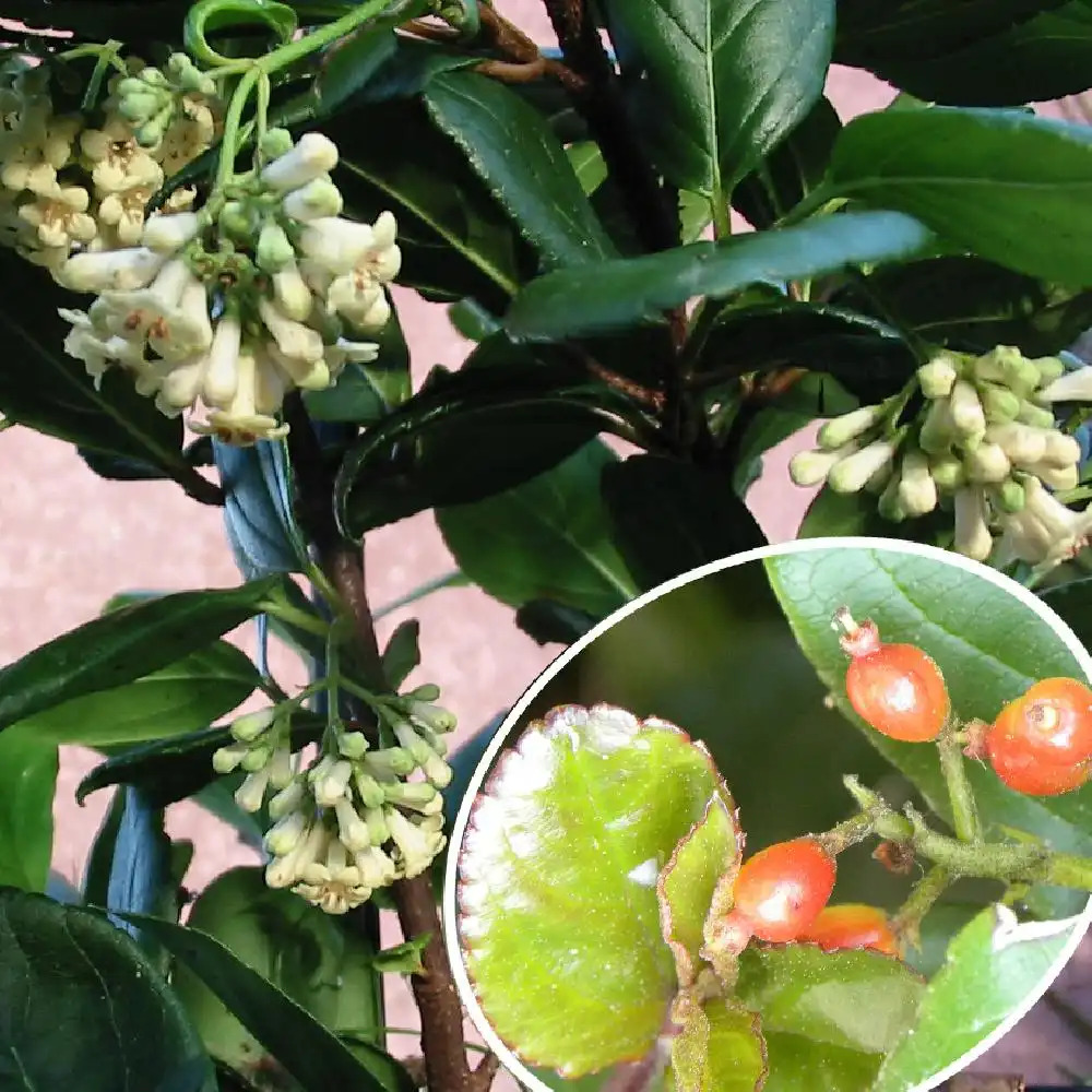 VIBURNUM suspensum