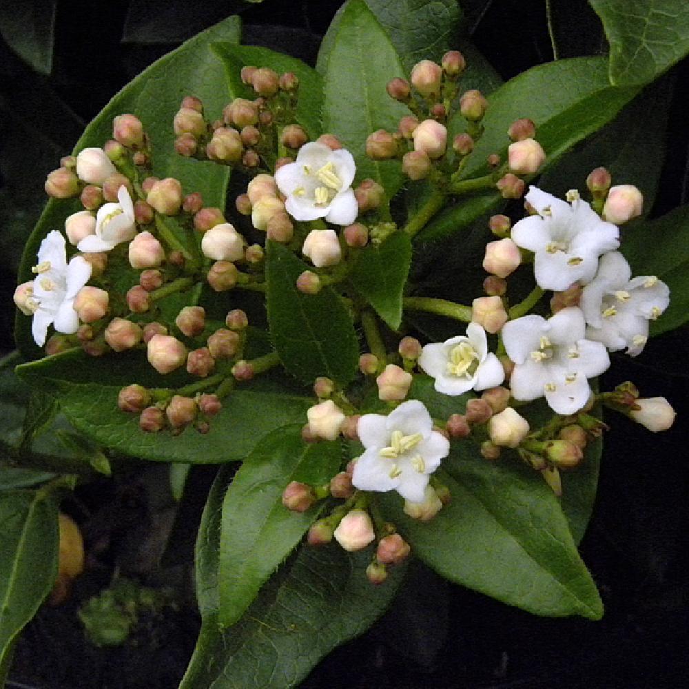 VIBURNUM tinus 'Eve Price'