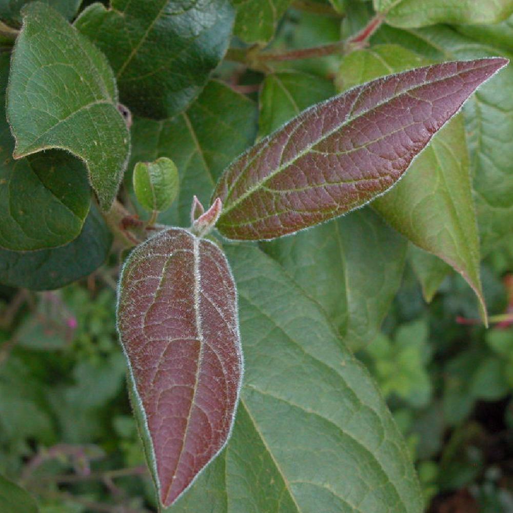 VIBURNUM tinus 'Macrophyllum'