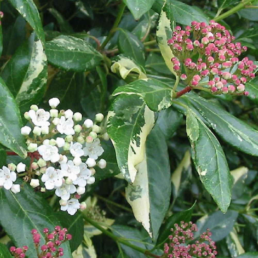 VIBURNUM tinus 'Maculatum'