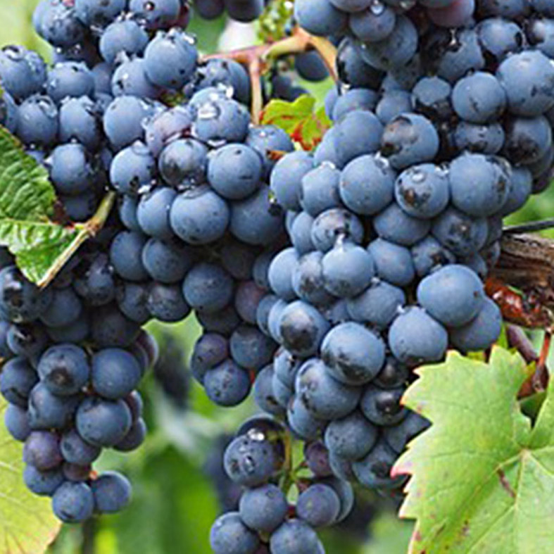 VITIS vinifera AmpeliaÂ® 'Aladin'