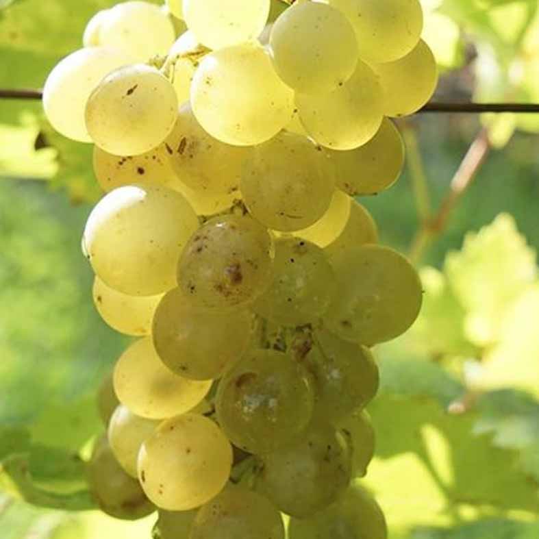 VITIS vinifera AmpeliaÂ® 'Candin'
