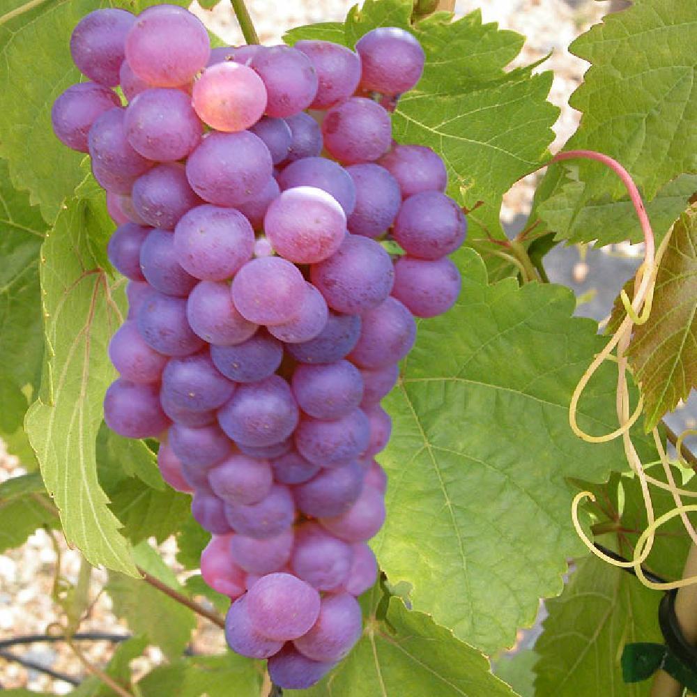 Vigne de table 'Chasselas Rosé'