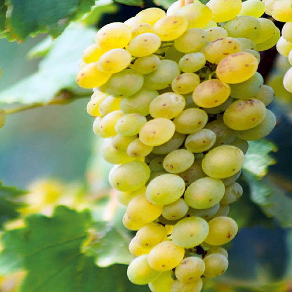 Vigne de table 'Ora Blanc'