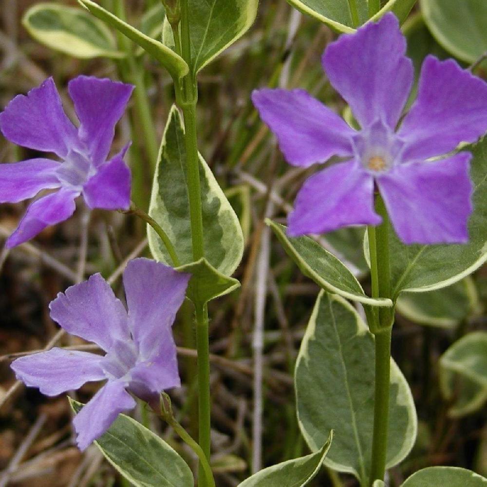 VINCA major 'Variegata'