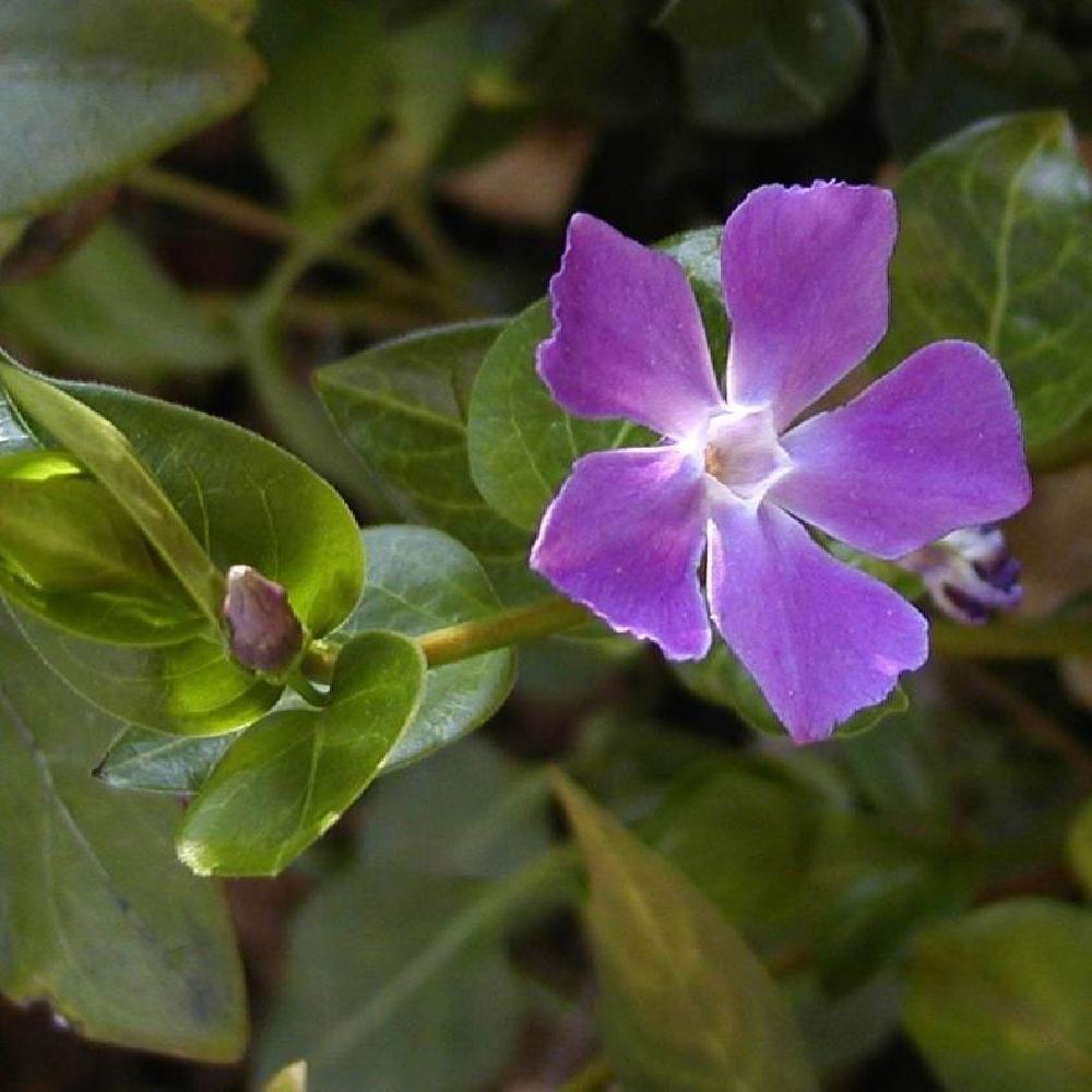 VINCA major