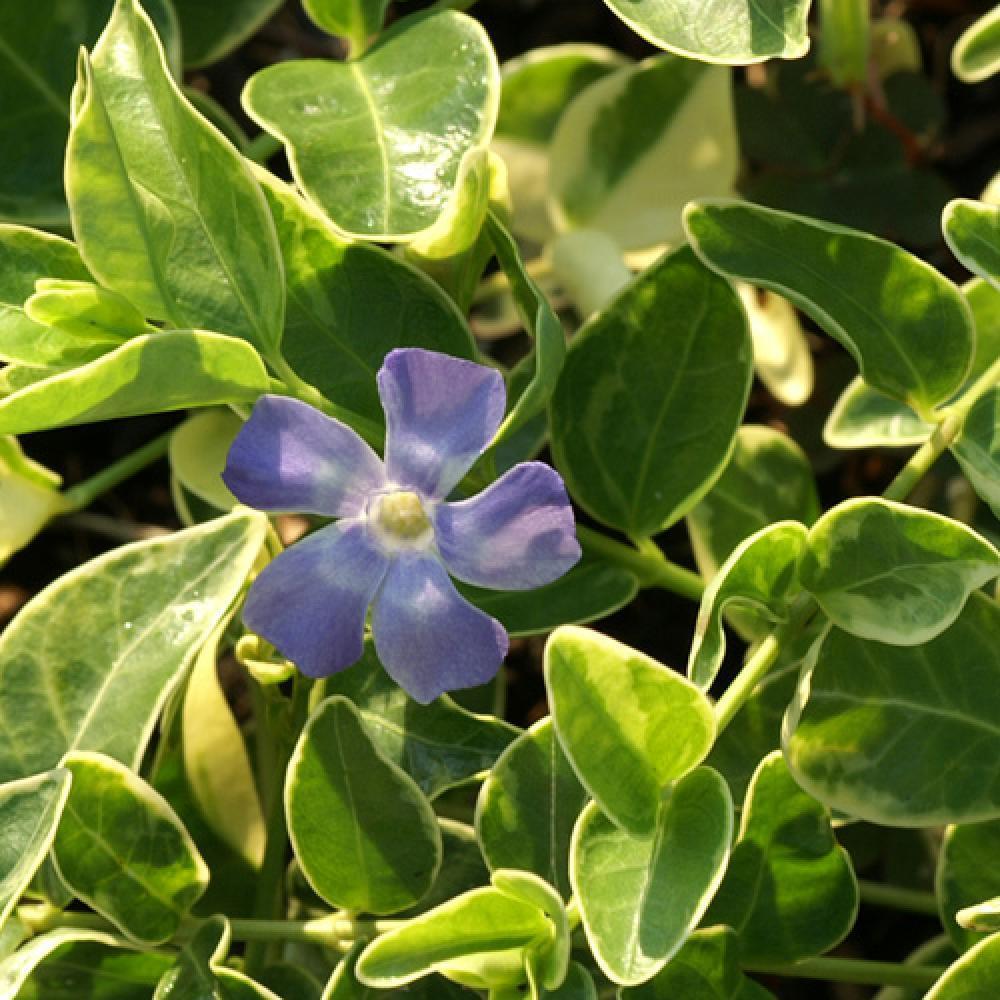 VINCA minor 'Argenteovariegata'