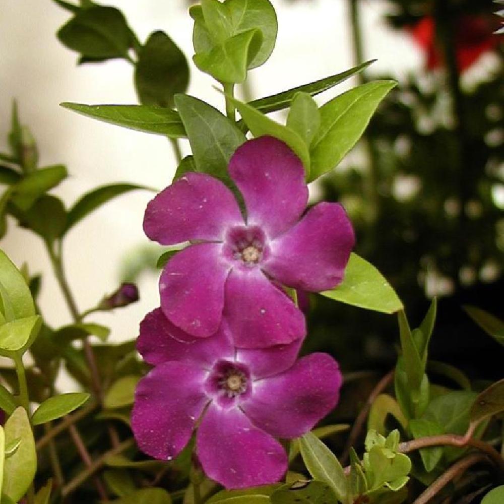 VINCA minor 'Atropurpurea'