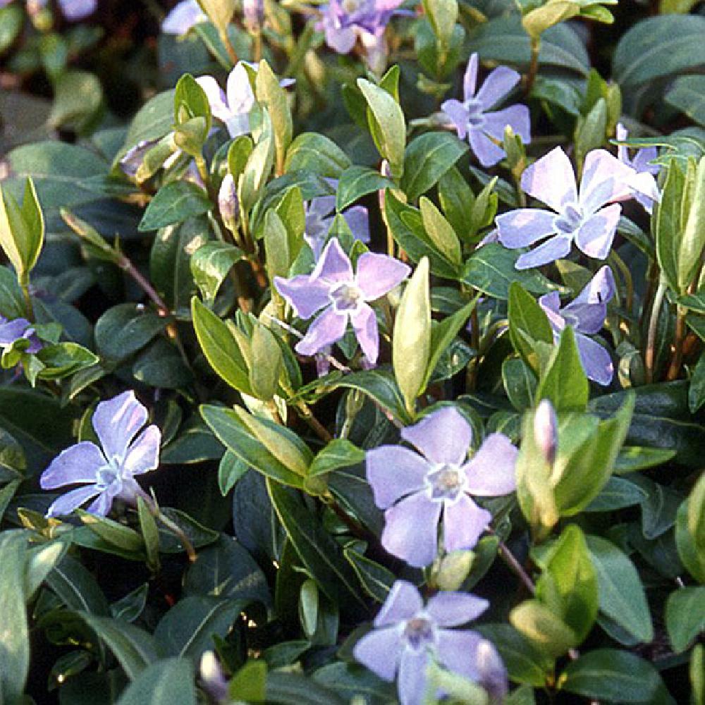 VINCA minor 'Crundbatting'