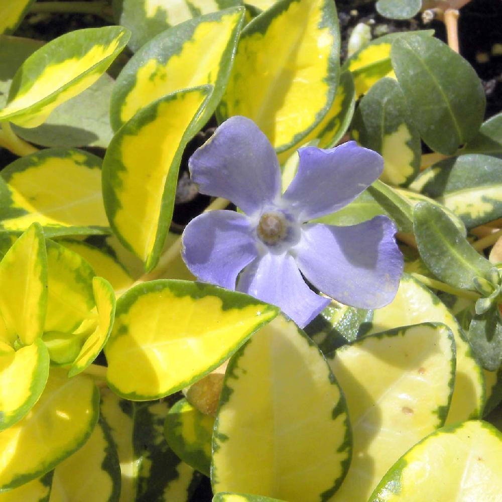 VINCA minor 'Illumination'