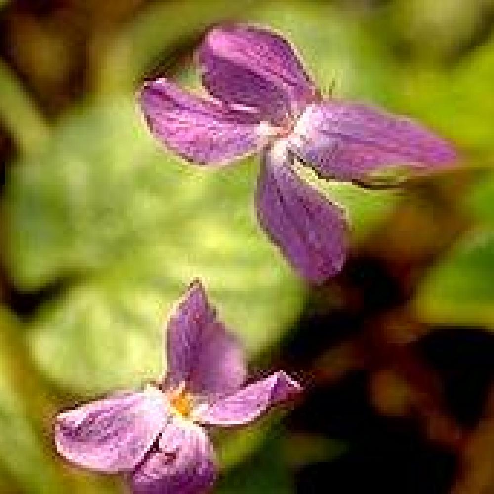 VIOLA 'Cendrillon' - Violette - pépinières Lepage Bretagne Bord de mer