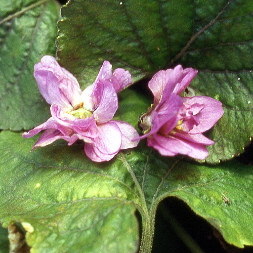 VIOLA 'De Bruneau'