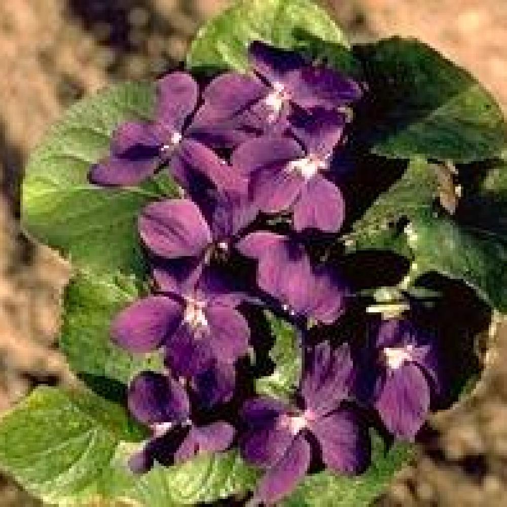 VIOLA 'Marquis de Brazais'