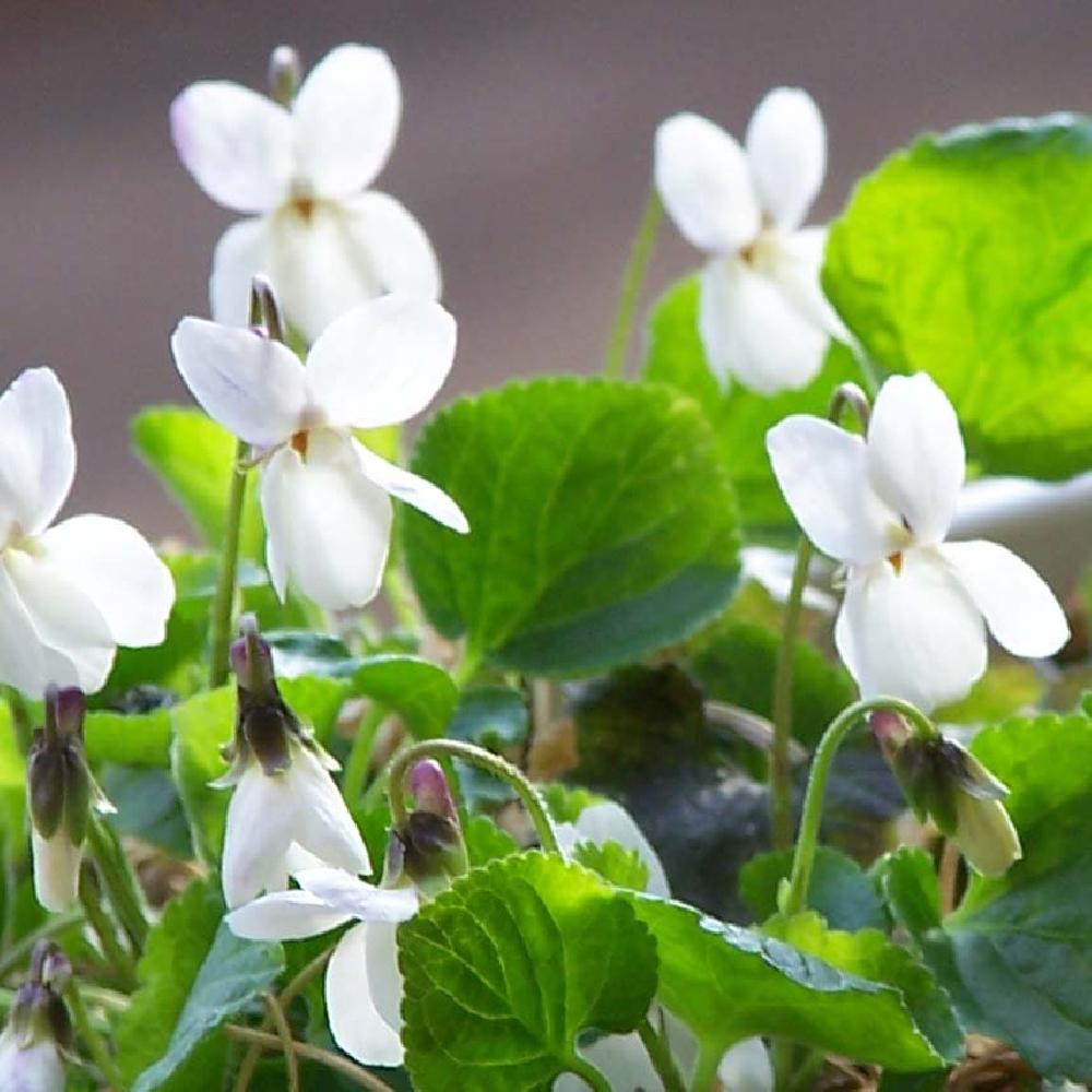 VIOLA odorata 'Alba'