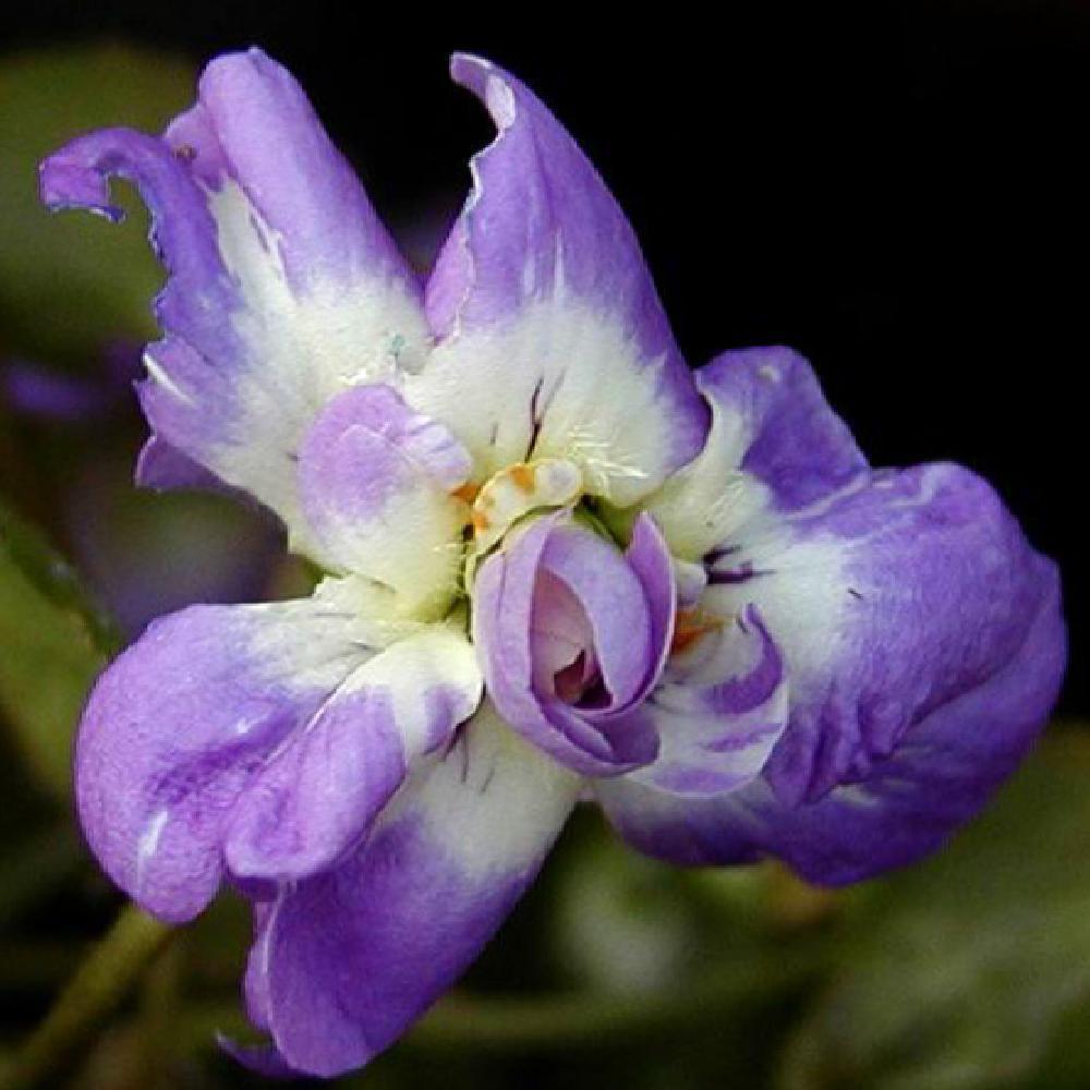 VIOLA 'Parme De Toulouse'