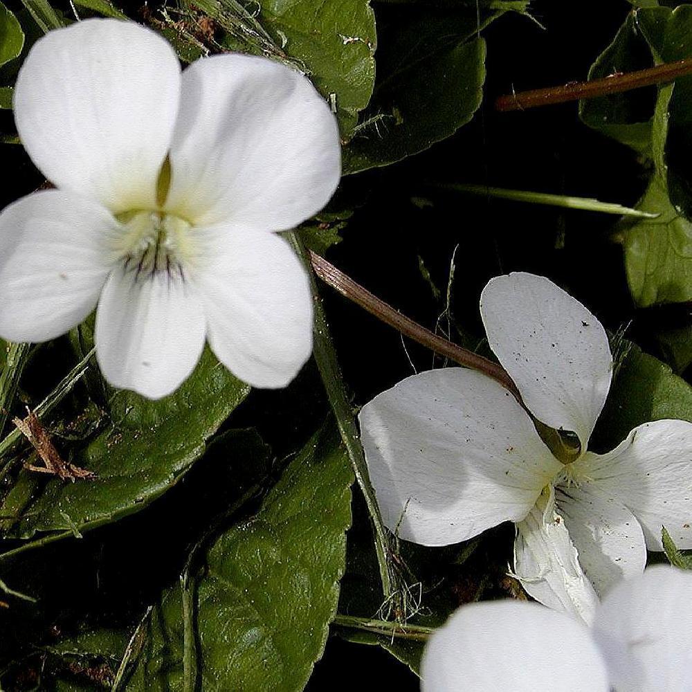 VIOLA sororia 'Albiflora'