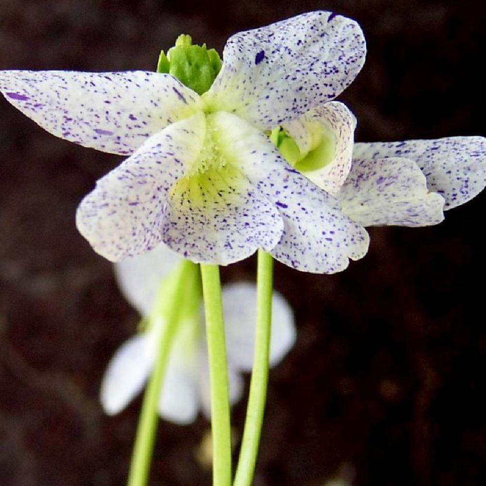 VIOLA sororia 'Freckles'