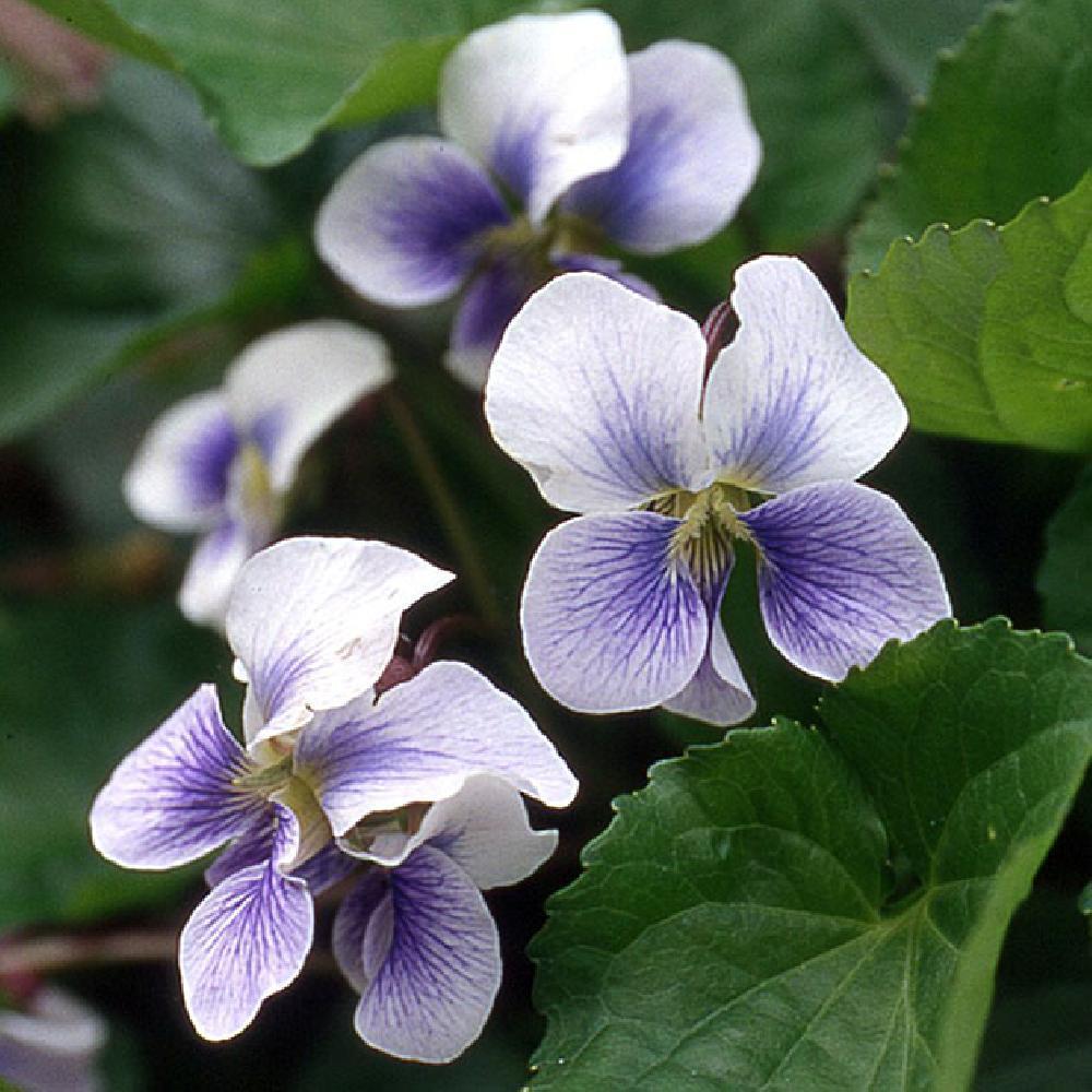 VIOLA sororia 'Priceana'